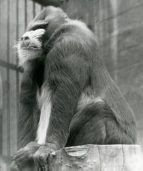 Ein männlicher Mandrill George sitzt auf einem Baumstamm in seinem Gehege, Londoner Zoo, August 1923